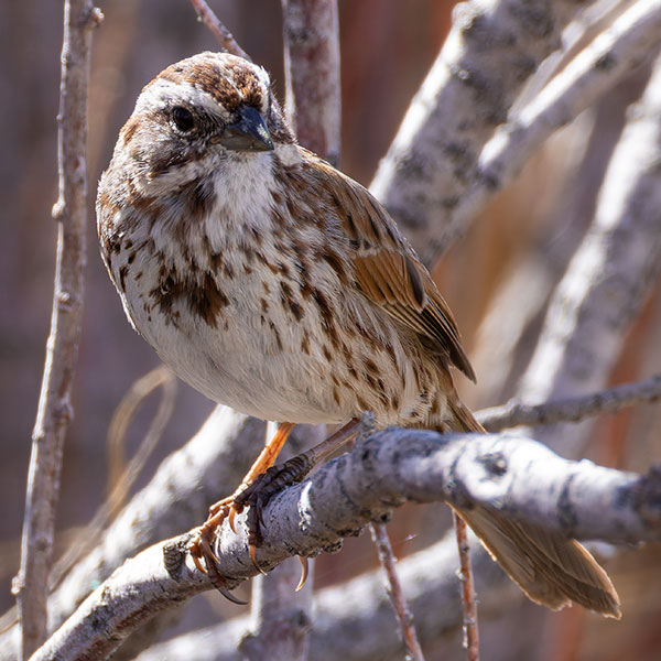 Song Sparrow Melospiza melodia fallax