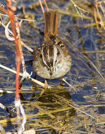 Swamp Sparrow Melospiza georgiana 