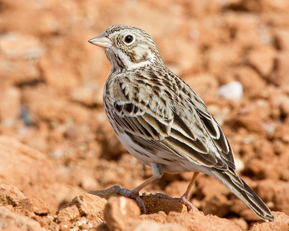 Vesper Sparrow Pooecetes gramineus