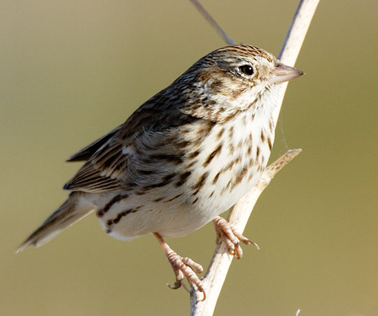 Vesper Sparrow Pooecetes gramineus