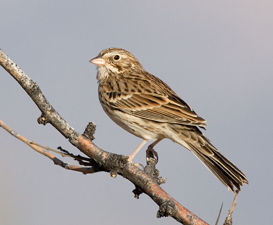 Vesper Sparrow Pooecetes gramineus