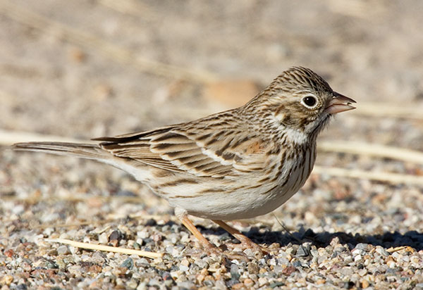 Vesper Sparrow Pooecetes gramineus