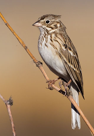 Vesper Sparrow Pooecetes gramineus