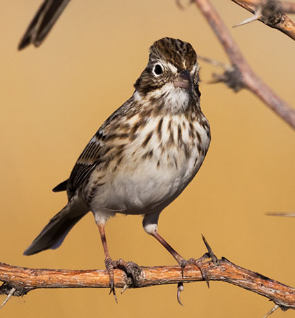 Vesper Sparrow Pooecetes gramineus