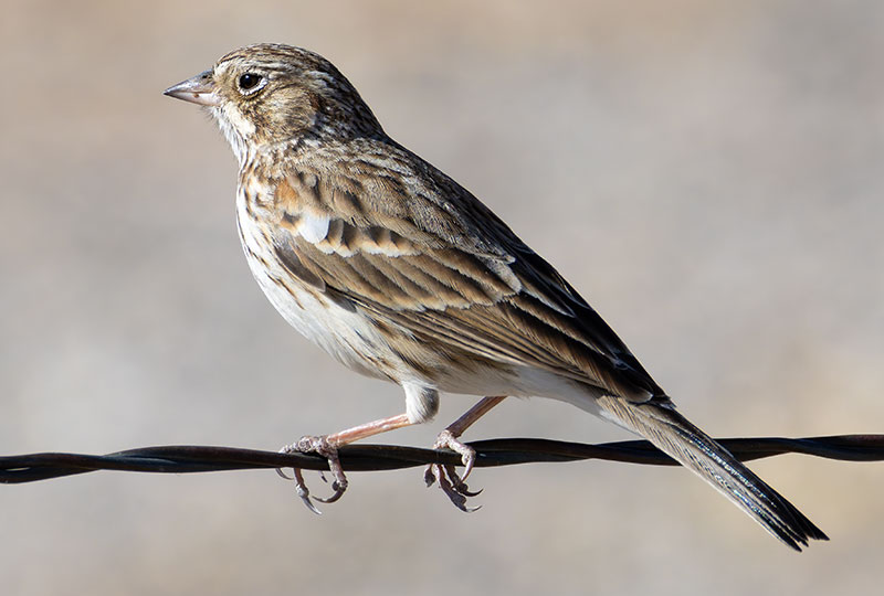 Vesper Sparrow Pooecetes gramineus