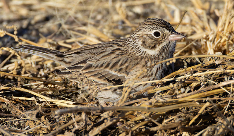Vesper Sparrow Pooecetes gramineus