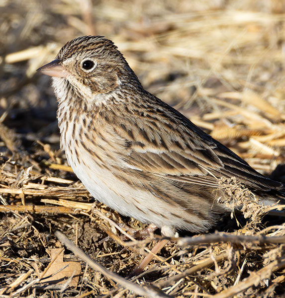 Vesper Sparrow Pooecetes gramineus