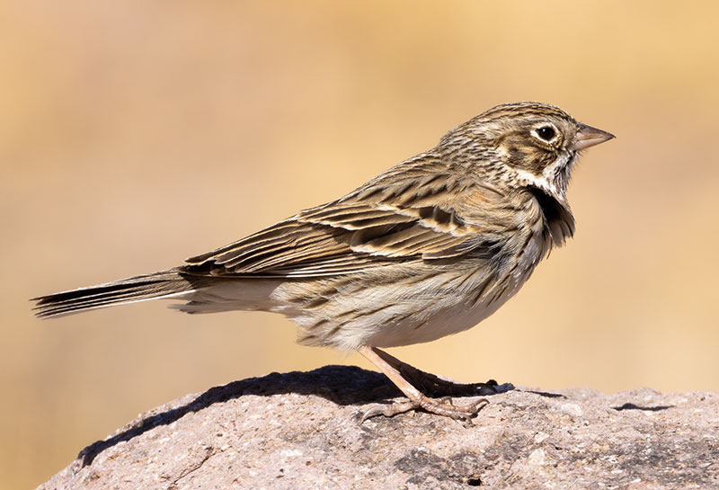 Vesper Sparrow Pooecetes gramineus