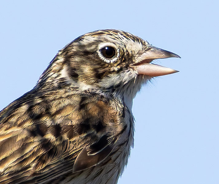 Vesper Sparrow Pooecetes gramineus
