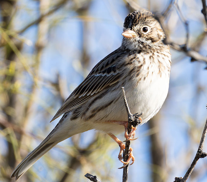 Vesper Sparrow Pooecetes gramineus