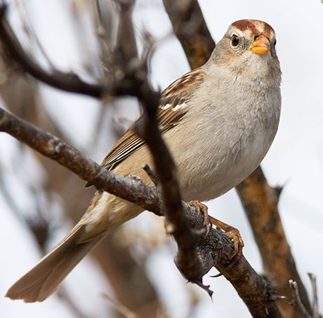 White-crowned Sparrow Zonotrichia leucophrys 