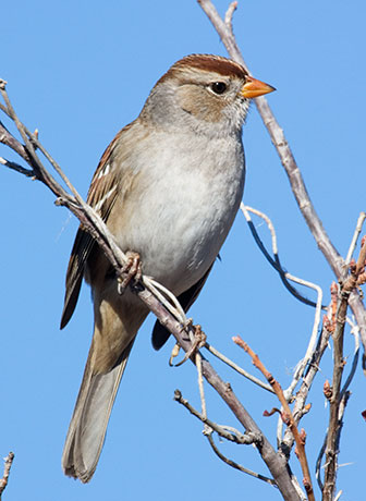 White-crowned Sparrow Zonotrichia leucophrys 