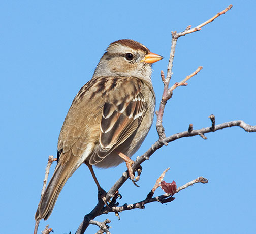 White-crowned Sparrow Zonotrichia leucophrys 
