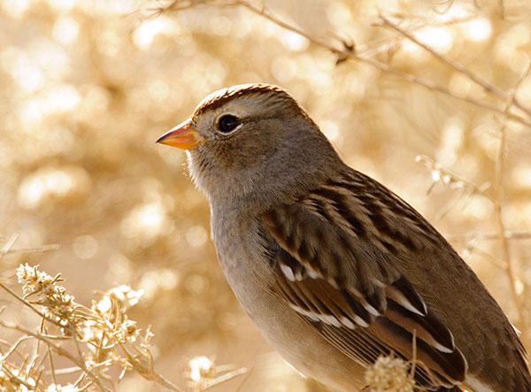 White-crowned Sparrow Zonotrichia leucophrys 