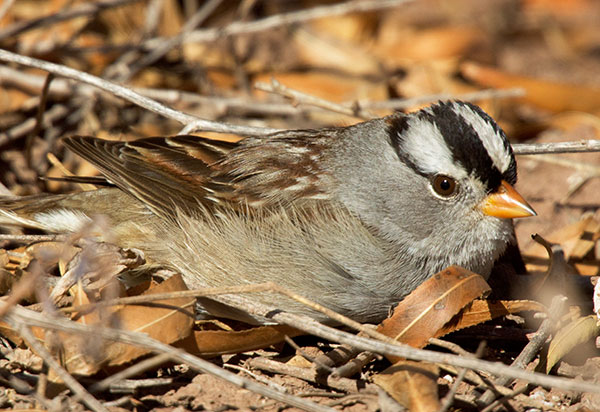 White-crowned Sparrow Zonotrichia leucophrys 