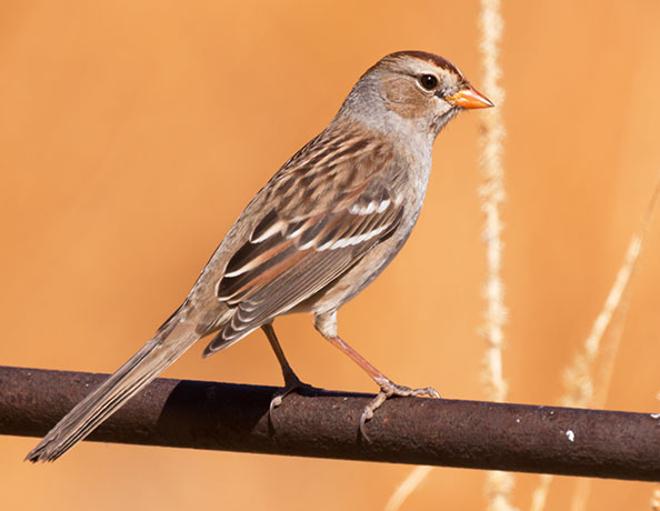 White-crowned Sparrow Zonotrichia leucophrys 