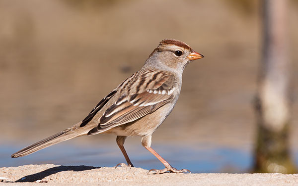 White-crowned Sparrow Zonotrichia leucophrys 