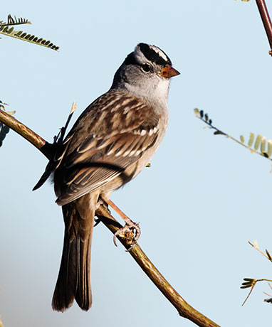White-crowned Sparrow Zonotrichia leucophrys 