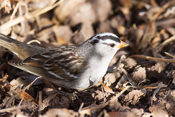 White-crowned Sparrow Zonotrichia leucophrys 