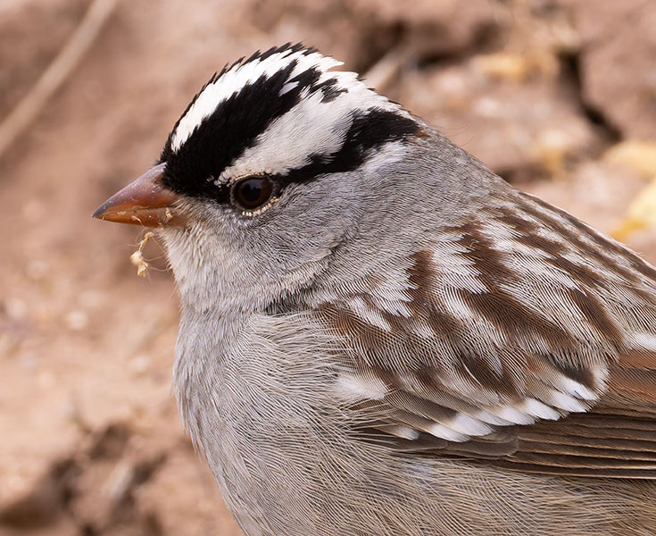 White-crowned Sparrow Zonotrichia leucophrys 