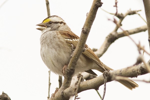 White-striped White-throated Sparrow  (White-striped morph)