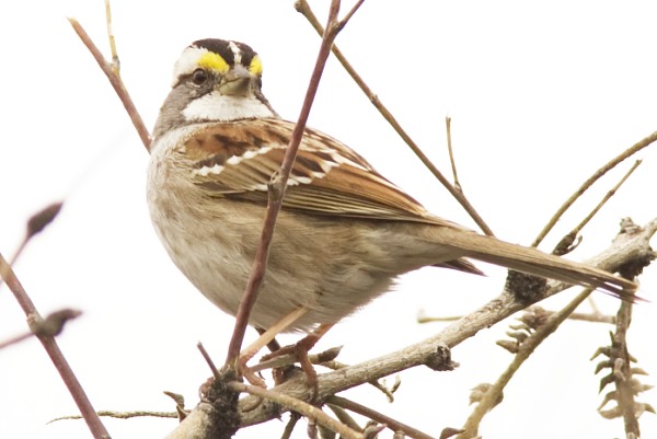 White-striped White-throated Sparrow  (White-striped morph)