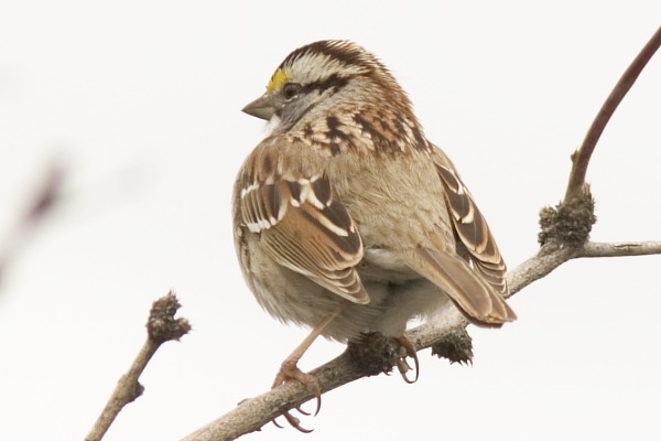 White-striped White-throated Sparrow  (White-striped morph)