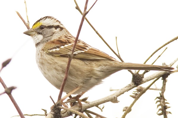 White-striped White-throated Sparrow  (White-striped morph)