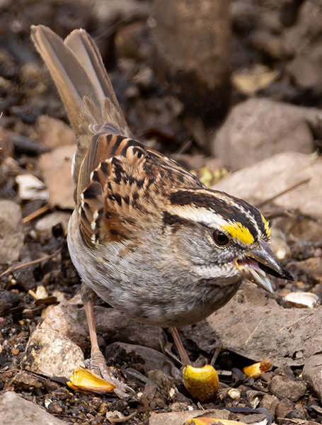 White-striped White-throated Sparrow  (White-striped morph) Zonotrichia albicollis