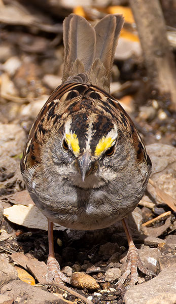 White-striped White-throated Sparrow  (White-striped morph) Zonotrichia albicollis
