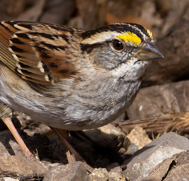 White-striped White-throated Sparrow  (White-striped morph) Zonotrichia albicollis