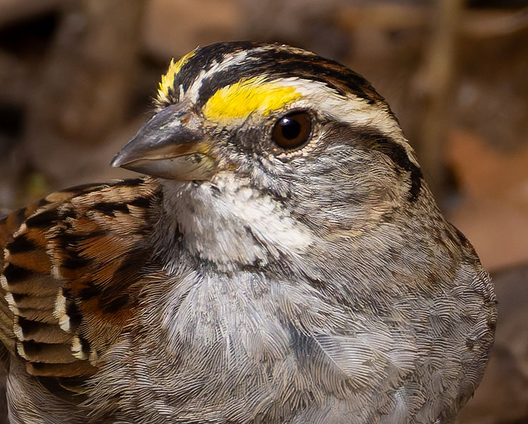 White-striped White-throated Sparrow  (White-striped morph) Zonotrichia albicollis