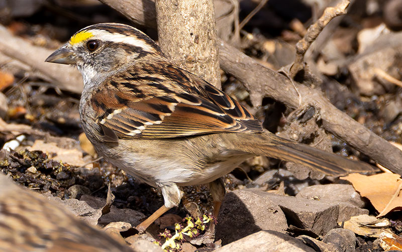White-striped White-throated Sparrow  (White-striped morph) Zonotrichia albicollis