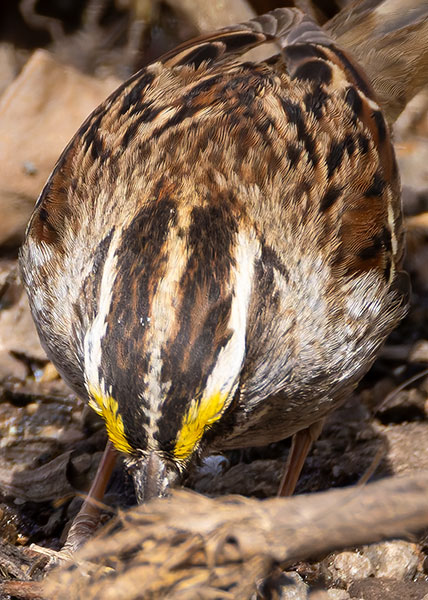 White-striped White-throated Sparrow  (White-striped morph) Zonotrichia albicollis