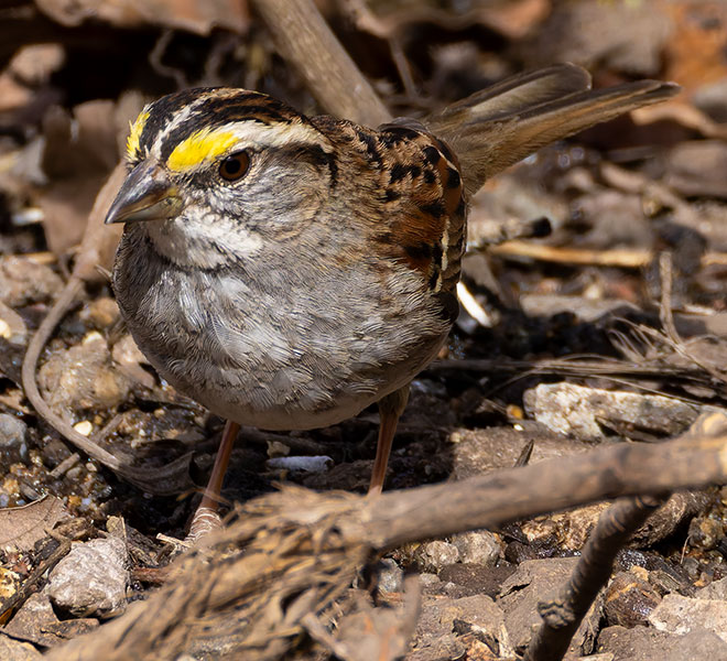 White-striped White-throated Sparrow  (White-striped morph) Zonotrichia albicollis