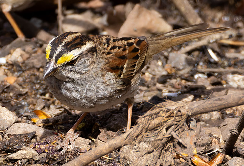 White-striped White-throated Sparrow  (White-striped morph) Zonotrichia albicollis