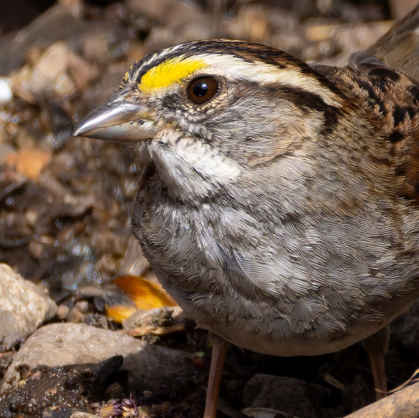 White-striped White-throated Sparrow  (White-striped morph) Zonotrichia albicollis