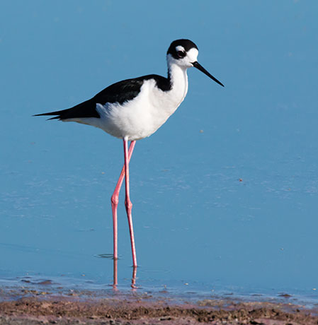 Black-necked Stilt Himantopus mexicanus 