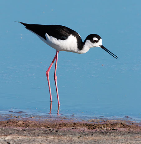 Black-necked Stilt Himantopus mexicanus 