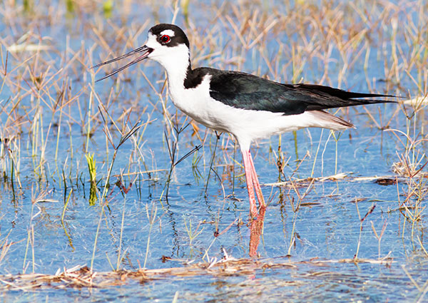 Black-necked Stilt Himantopus mexicanus 