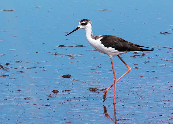 Black-necked Stilt Himantopus mexicanus 