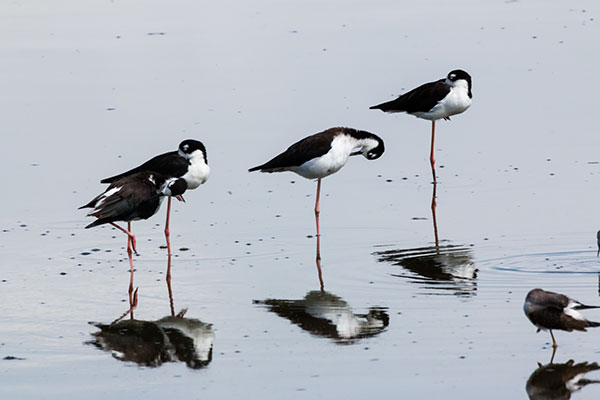Black-necked Stilt Himantopus mexicanus 