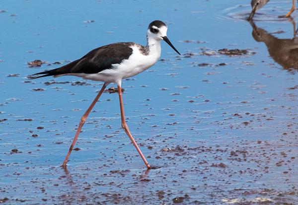 Black-necked Stilt Himantopus mexicanus 
