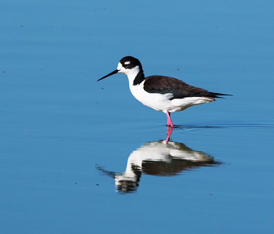 Black-necked Stilt Himantopus mexicanus 