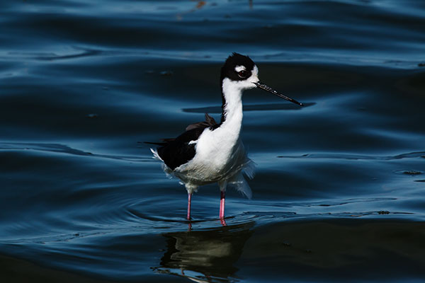 Black-necked Stilt Himantopus mexicanus 