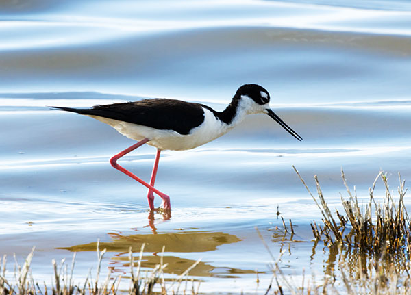 Black-necked Stilt Himantopus mexicanus 