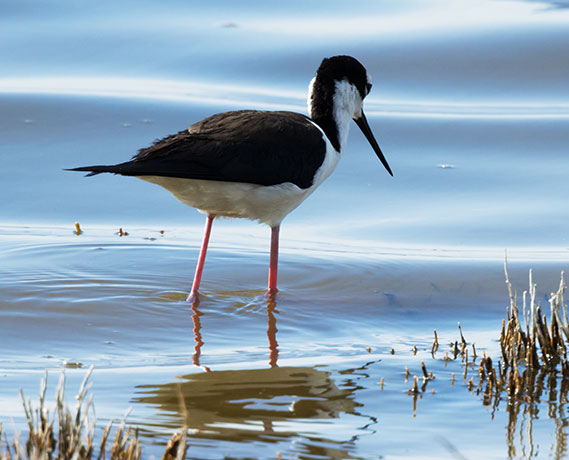 Black-necked Stilt Himantopus mexicanus 