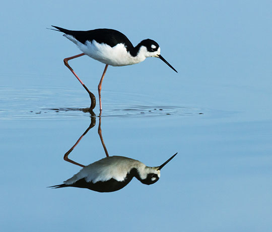 Black-necked Stilt Himantopus mexicanus 