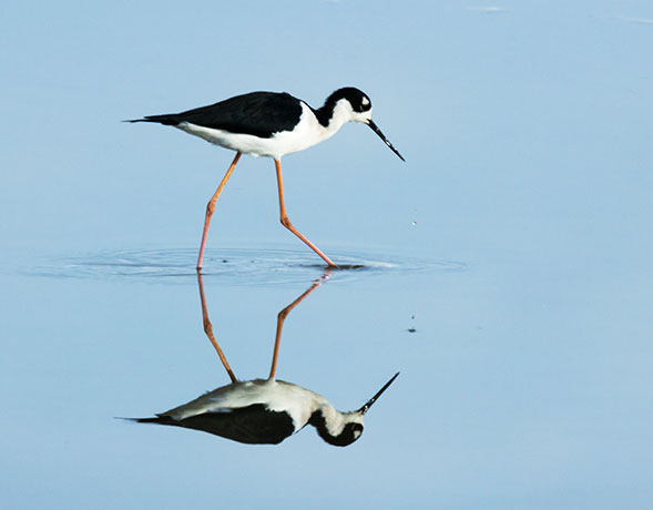 Black-necked Stilt Himantopus mexicanus 