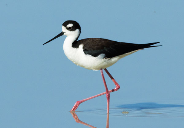 Black-necked Stilt Himantopus mexicanus 